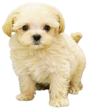 代引不可 カントリー調キッチン収納シリーズ Rapo ラポ キャビネット Microvisionsoftwares Com