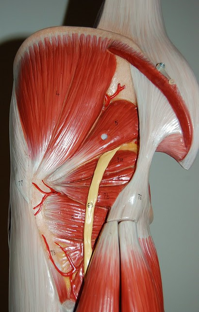 Muscles of the pelvis, posterior view | Explore Rob ...
