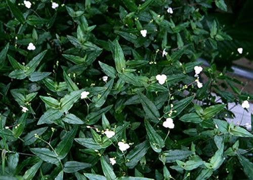 Bridal Veil Gibasis Plants To Grow Plants Database By Paul S Drobot