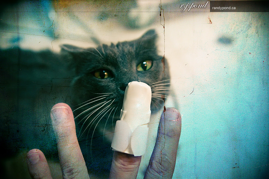 ~ 109/365 Mallet Finger Doc Finny ~
