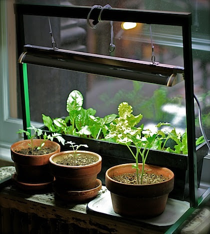My Apartment Garden: How to Grow an Indoor Herb or Vegetable ...