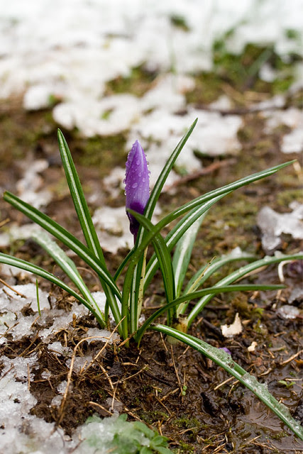 crocus