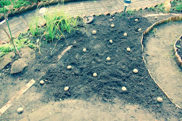 ジャガイモがモザイク病 目指せ 素敵なエディブル ガーデン