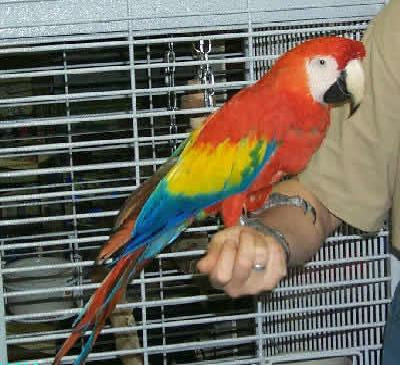 Lovely scarlet Macaw parrots For Sale - Dallas, TX ...