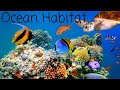 √ 99 ou plus ocean habitat image 250128-Ocean habitat images