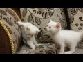 Foto Kucing Anggora Putih Lucu - Gambar Kucing Persia Warna Putih Arsip Kucing Persia Medium Warna Putih Mata Biru Umur 10bulan Jual Produk Kucing Angg Kucing Persia Kucing Menggambar Kucing / Kucing anggora adalah jenis kucing yang aktif dan dinamis, serta ramah dan lincah.