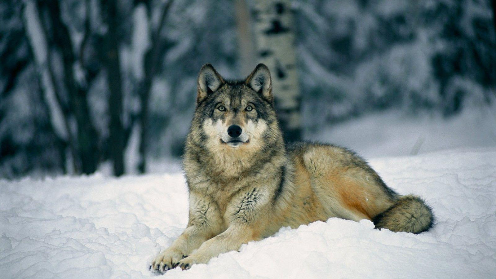 Gray Wolf Wallpapers - Wallpaper Cave