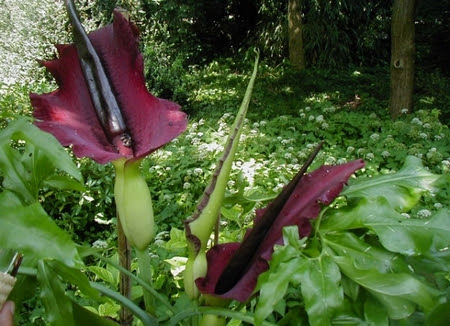 Le piante più strane del mondo: il Dracunculus vulgaris ...