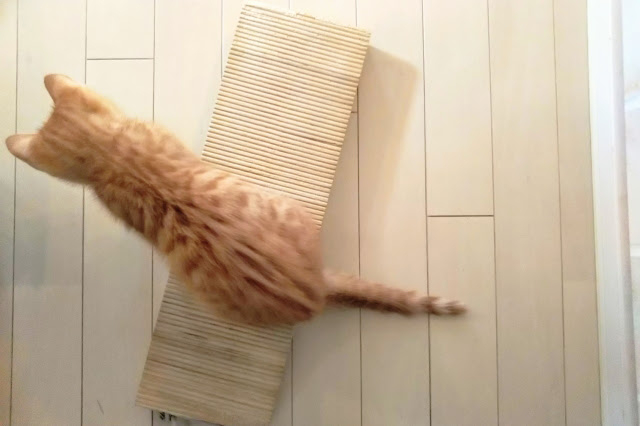 猫のために簡単に手作り 爪とぎを自作する方法4選
