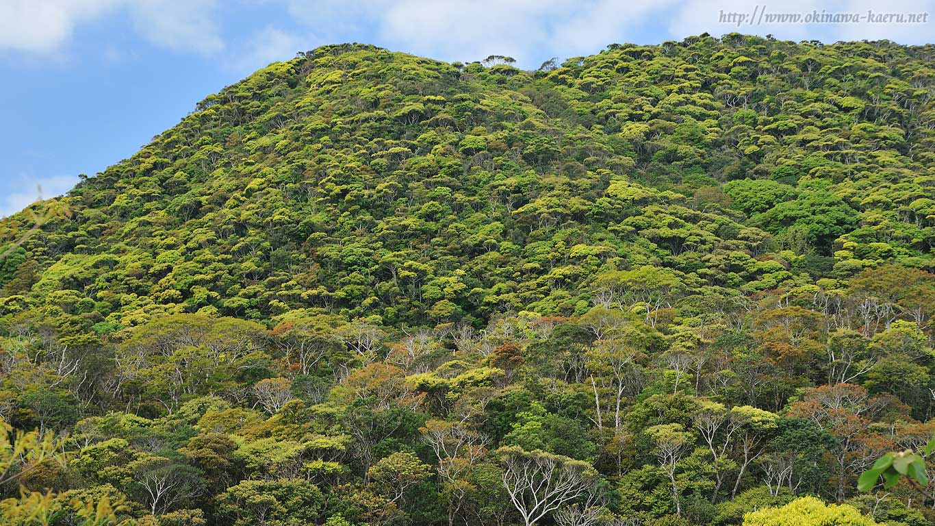 パソコンデスクトップ壁紙 やんばるの森 うりずん おきなわカエル商会