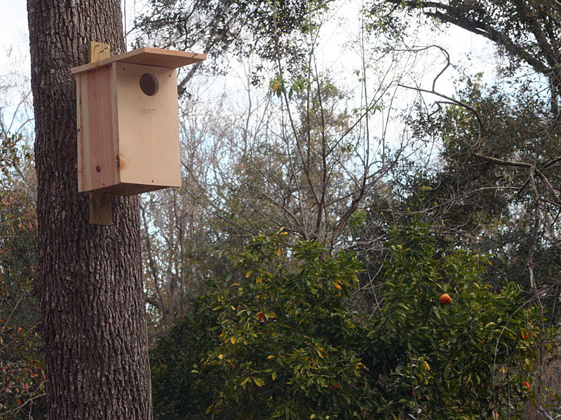 Bird Box
