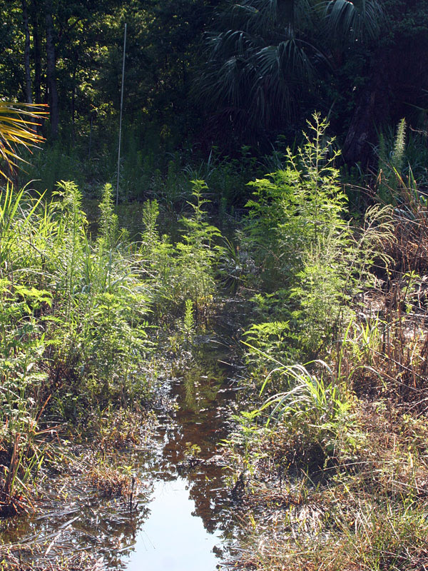 Little Wekiva