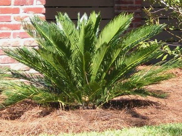 Sago Palm Cycas revoluta