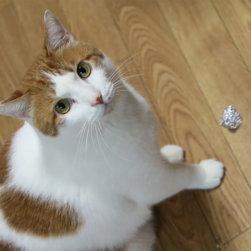 猫の一人遊びにおすすめのおもちゃ12選 一人遊びする理由と注意点もご紹介 猫の総合情報サイト ペットスマイルニュースforネコちゃん