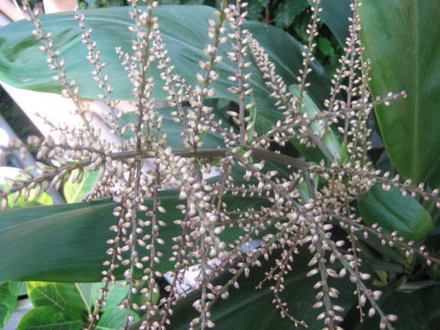 ヒロバドラセナの花 Bigup 観葉植物 ブログ