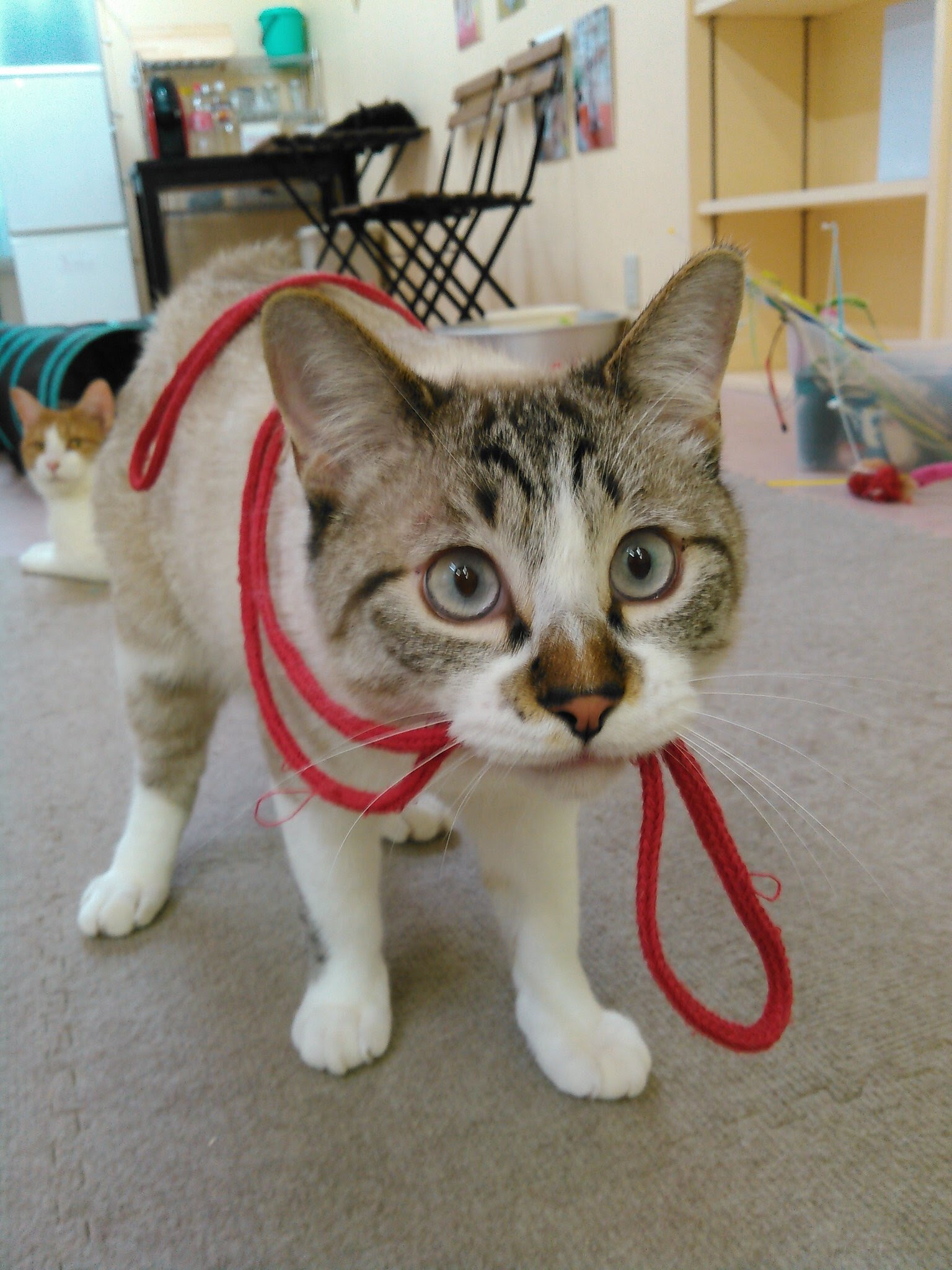 東京 新小岩 猫カフェ ねこのひみつ基地