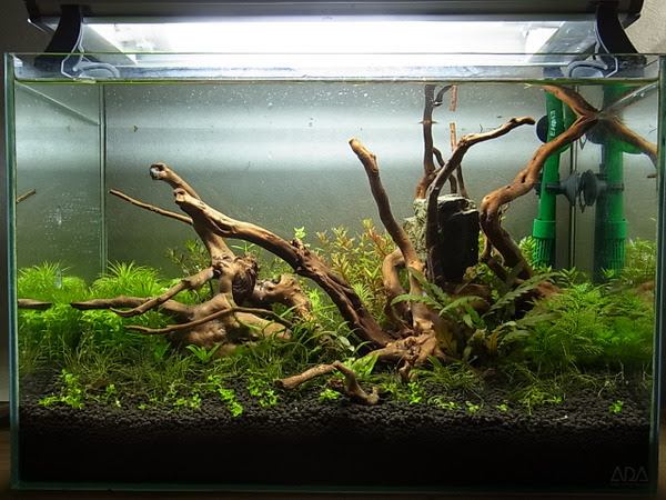 45cm水草水槽のリセット Fish And Green