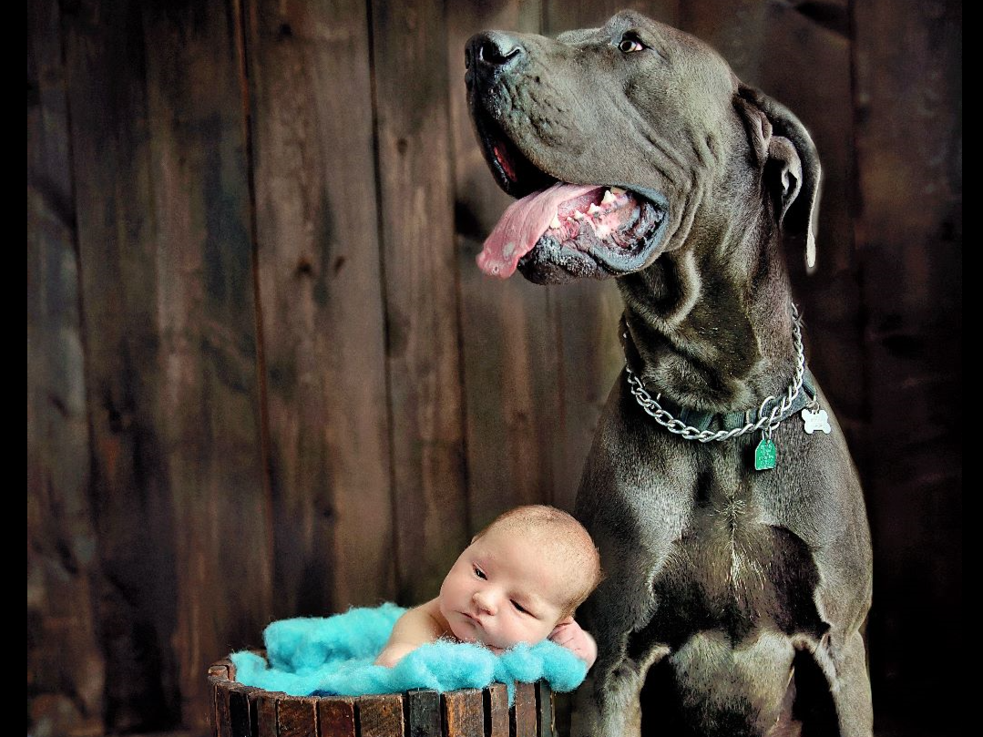 jennifer ferris - Dog Breeders - Rockford, IL