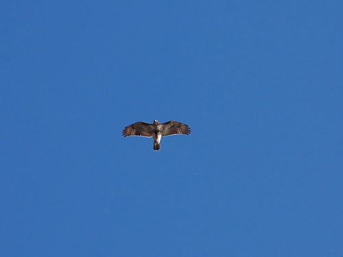 Juvenile Red-Tail Over Riverside Drive