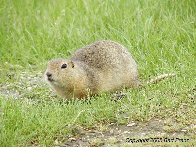Richardsons Ground Squirrel