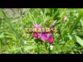えんどう 花 つくり 105731-エンドウ 花 つくり
