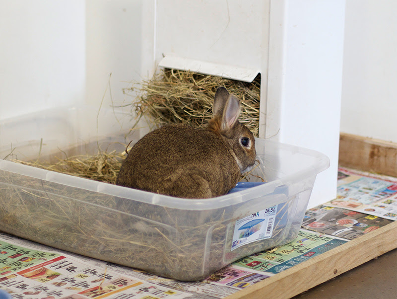 Litter Training Your Pet Rabbit - My House Rabbit