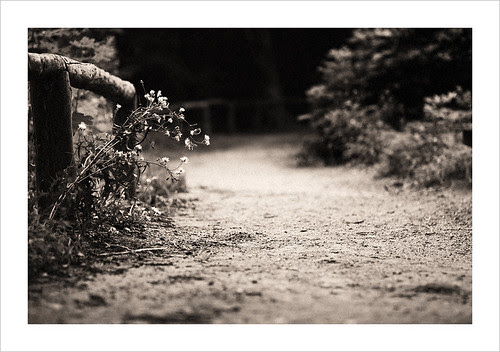 Wayside Flowers