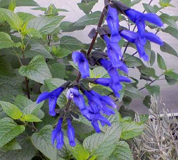 紫色のきれいなセージの花 やんちゃ猫 花 東京の街かどの花