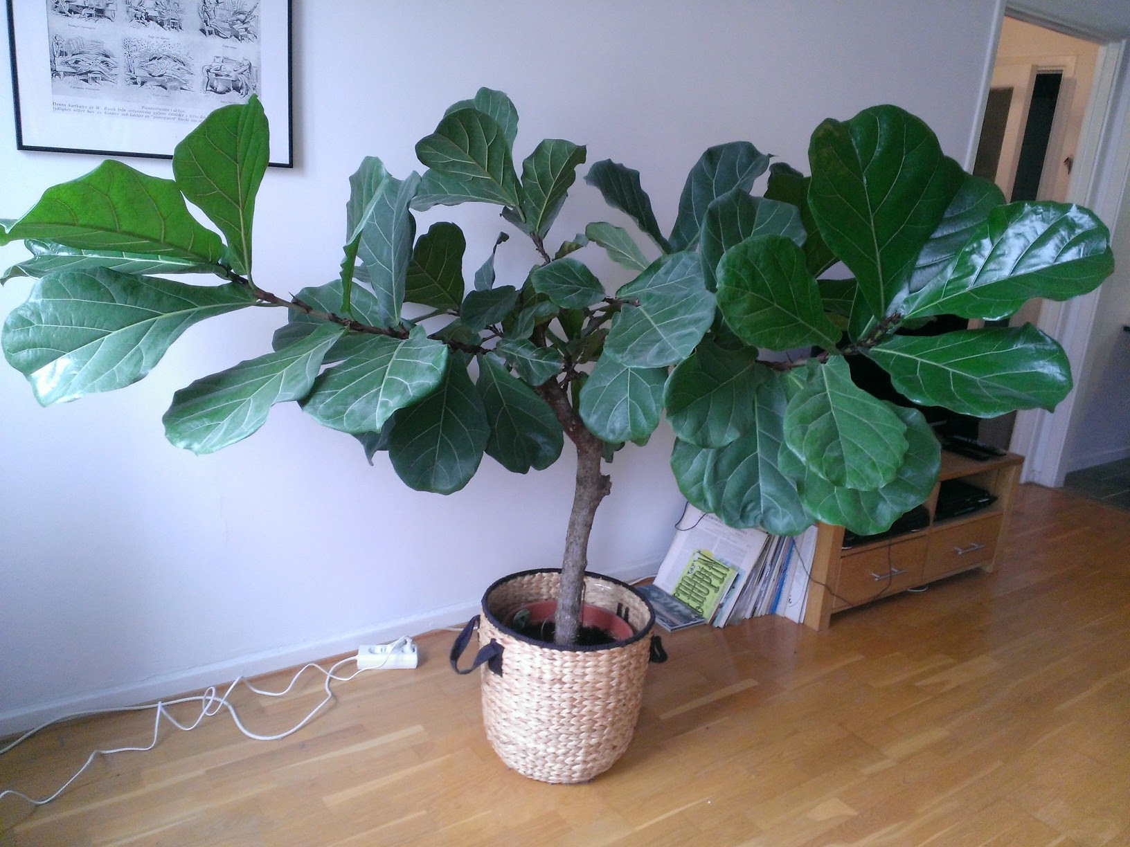 Cara Penjagaan Pokok FIDDLE FIG Hiasan Dalaman Cara Penjagaan Pokok FIDDLE FIG Hiasan Dalaman