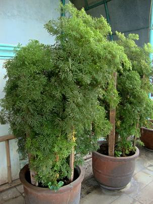  Polyscias fruticosa, Árvore-da-felicidade, Arália 