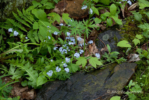 True Forget-me-nots (Myosotis scorpioides)-3.jpg