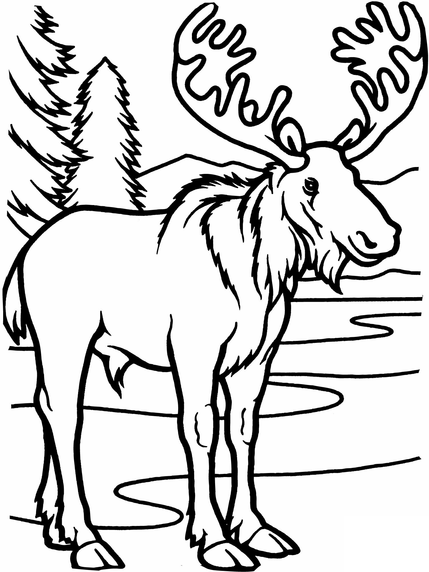 Moose coloring pages to download and print for free Moose coloring pages to download and print for free