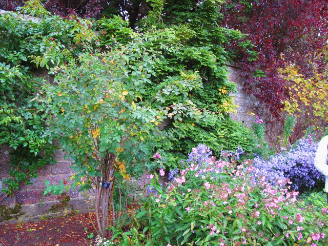 crathes flowers (640x480) bt