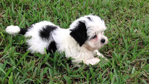 Maltese Shih Tzu Mix Black