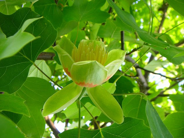 ゆりの木のユリノキの花