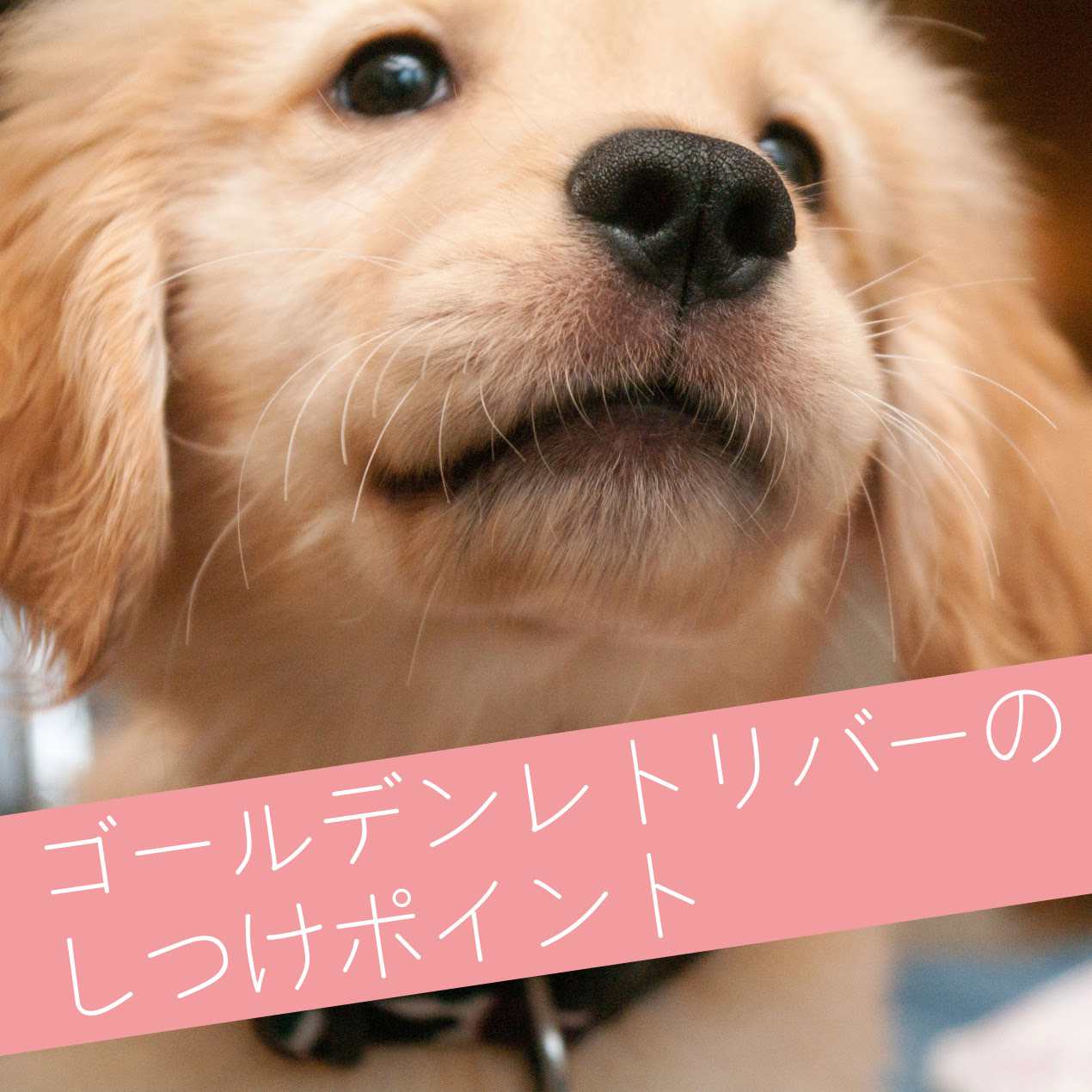 ゴールデンレトリバーのしつけポイントは子犬時代 楽しく練習を