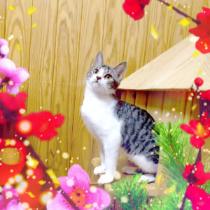 猫カフェ うたたね