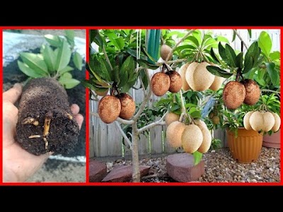 Sapodilla Tree Cuttings Technique To 100% Work...