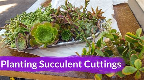 nell planting succulent cuttings youtube