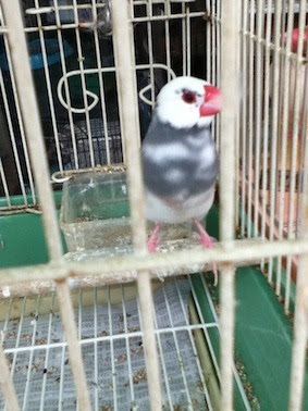 頭の白い桜文鳥 文鳥カフェ