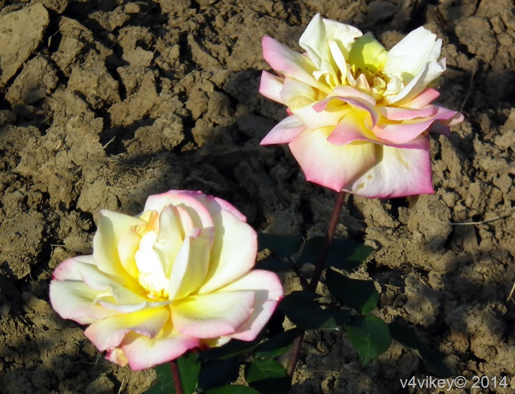 PEACE HYBRID TEA ROSE FLOWER