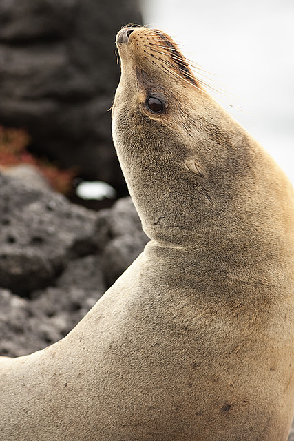 Sea Lion on South Plazas Island, Galapagos