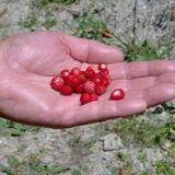 Free Image hosting by ImageSnap