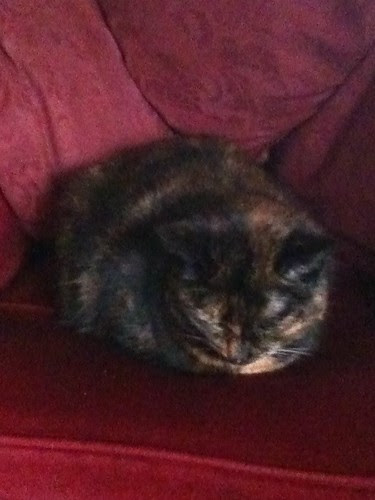 cat
