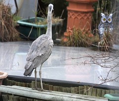 Grey Heron