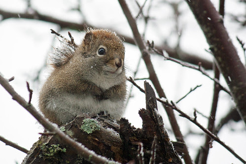 Red squirrel