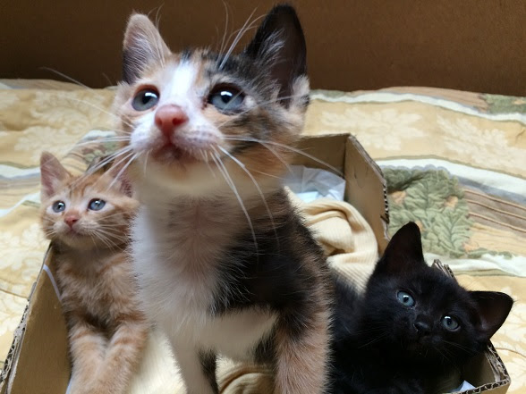 生後1ヶ月子猫 元気です! - サクラねこ名古屋