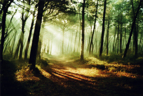 Liberdade é pouco. O que eu desejo ainda não tem nome. (Perto do Coração Selvagem)
Clarice  Lispector
sunriseprojector:



