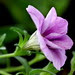 Petunia Surfinia 