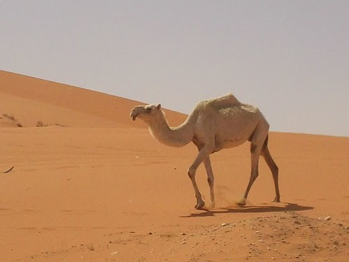 Dromedary Camels